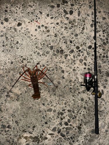 イセエビの釣果