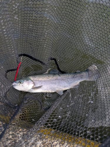 ニジマスの釣果