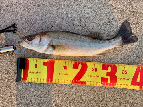 セイゴ（マルスズキ）の釣果