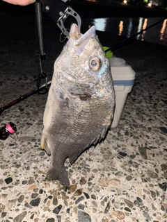 キビレの釣果
