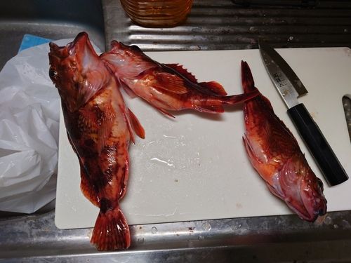 カサゴの釣果