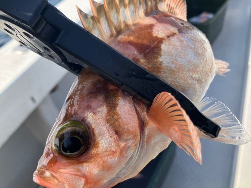 ウスメバルの釣果