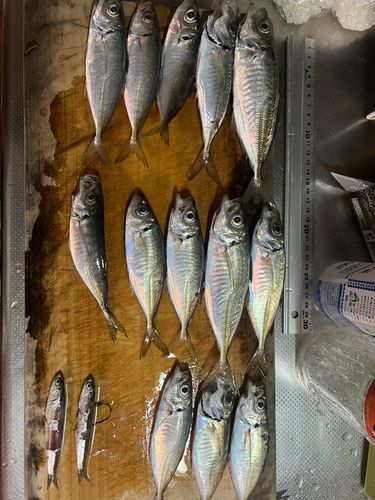 アジの釣果