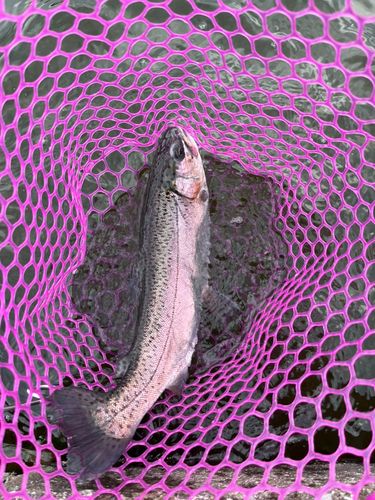 ニジマスの釣果