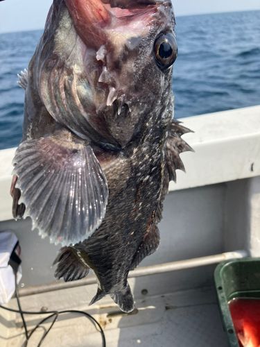 クロソイの釣果