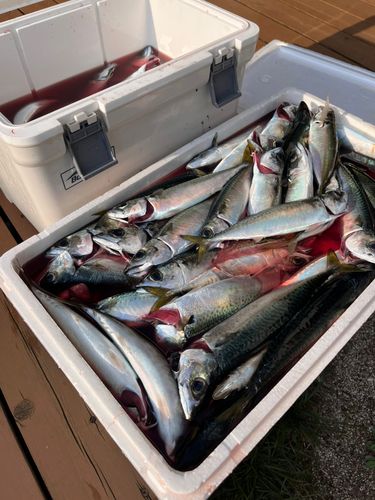 サバの釣果