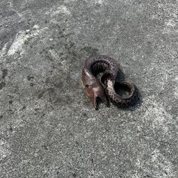 ウツボ