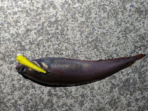 ドンコの釣果