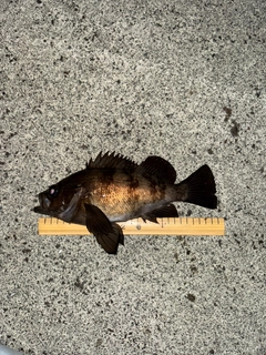 メバルの釣果