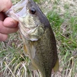 ラージマウスバス