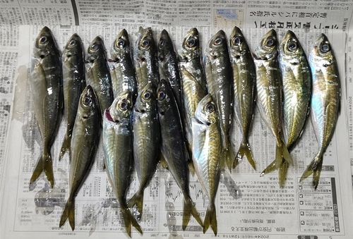 アジの釣果