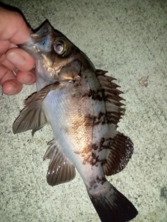 メバルの釣果