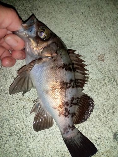 メバルの釣果
