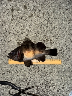 メバルの釣果