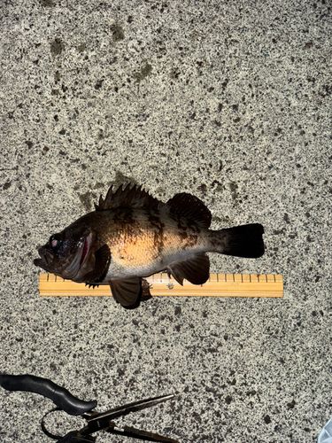 メバルの釣果
