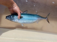 ゴマサバの釣果