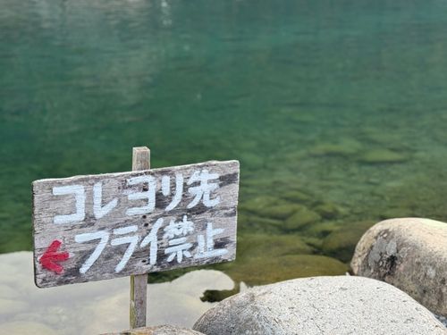 ニジマスの釣果