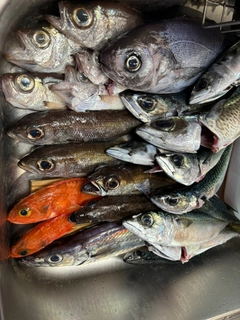 クロムツの釣果