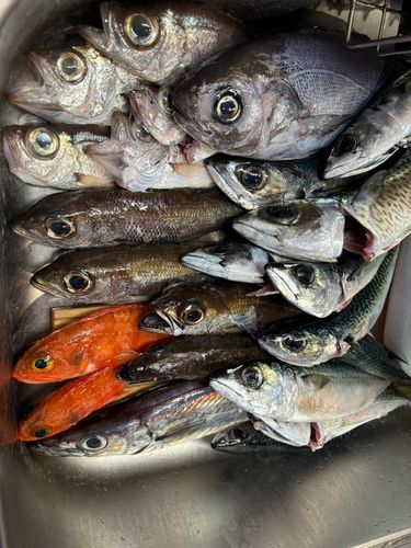 クロムツの釣果