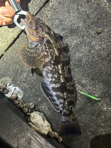 アイナメの釣果