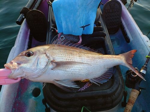 マダイの釣果