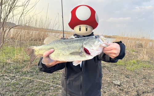 ラージマウスバスの釣果