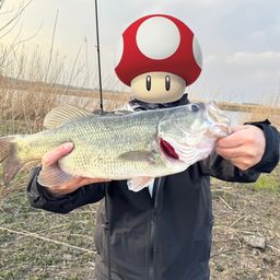 ラージマウスバス