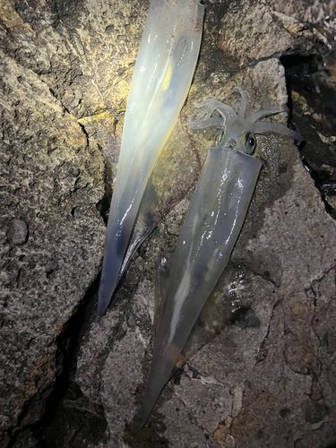 ヤリイカの釣果