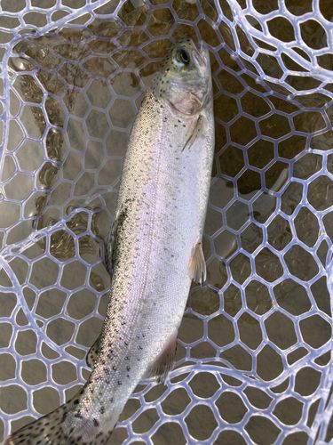 ニジマスの釣果
