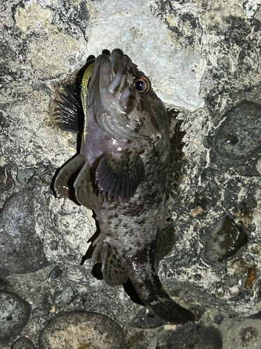 クロソイの釣果