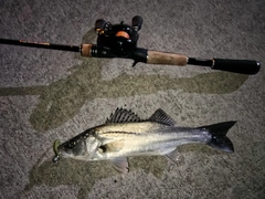 セッパ（マルスズキ）の釣果