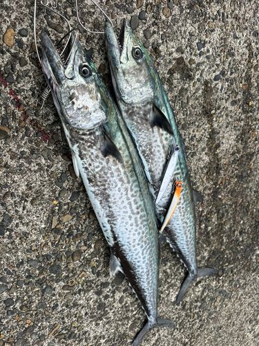 サワラの釣果