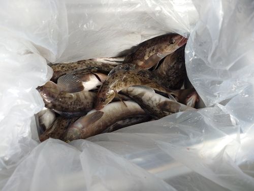 ホッケの釣果