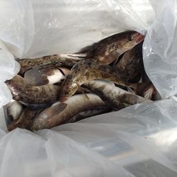 ホッケ