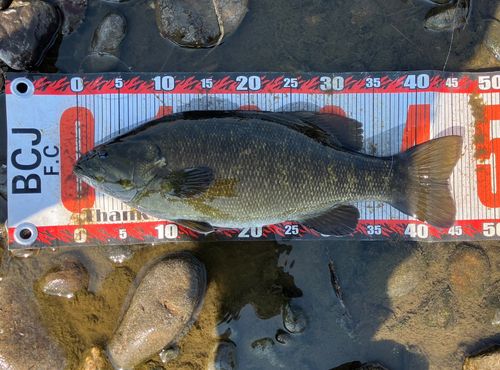 スモールマウスバスの釣果