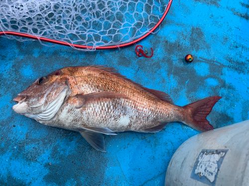 マダイの釣果