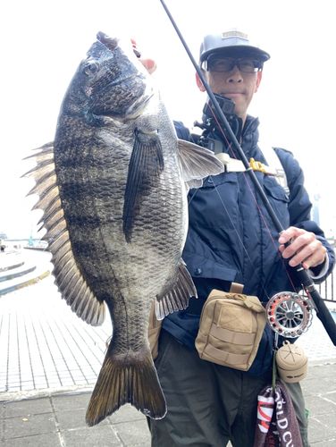 チヌの釣果