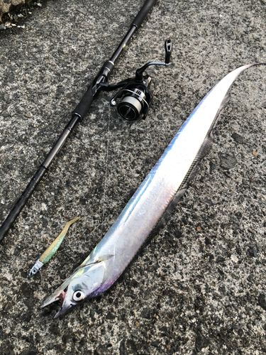 タチウオの釣果