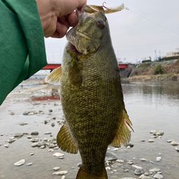 スモールマウスバス