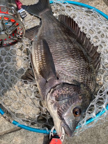 チヌの釣果