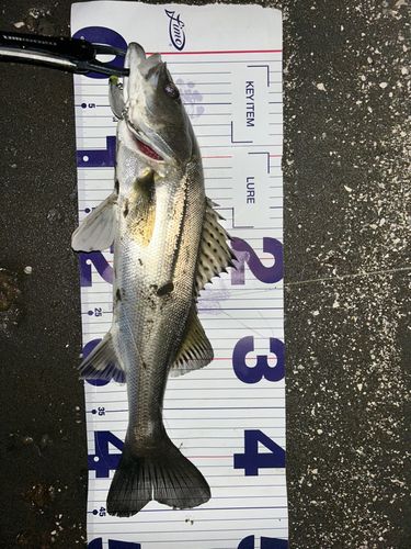 フッコ（マルスズキ）の釣果