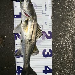 フッコ（マルスズキ）