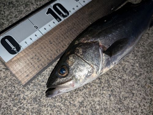 マダカ（マルスズキ）の釣果