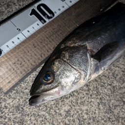 マダカ（マルスズキ）