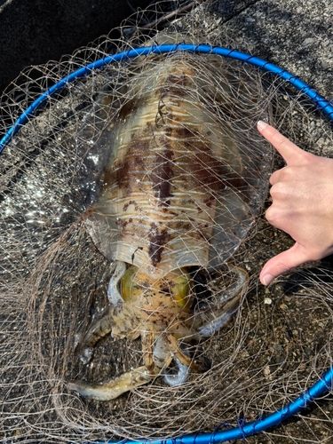 アオリイカの釣果