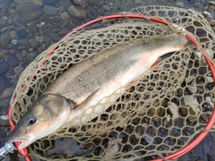 マルタウグイの釣果