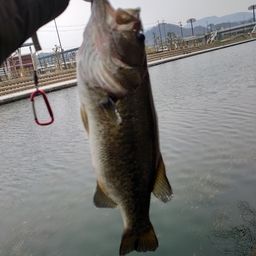 ブラックバス