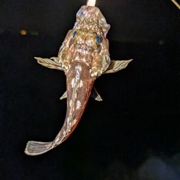 カサゴ