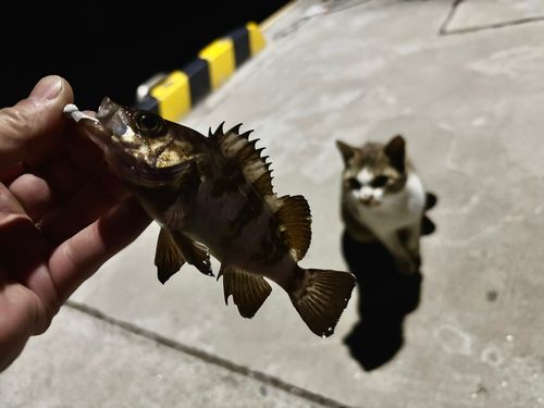 メバルの釣果