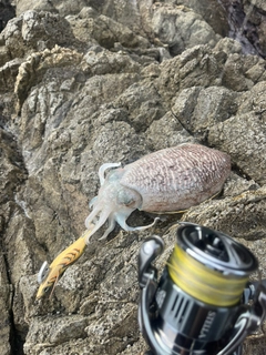 コウイカの釣果